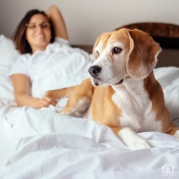 a woman laying in a bed with a dog